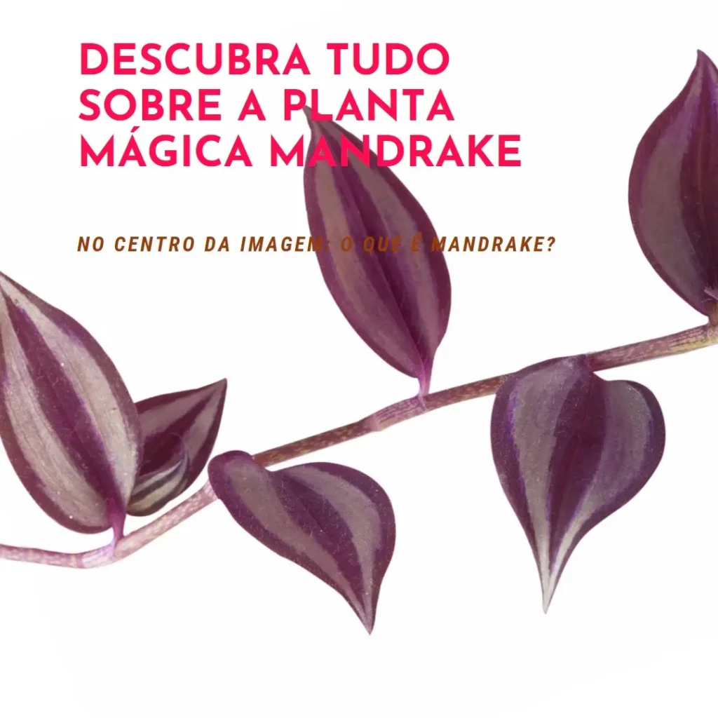 O Que É Mandrake? Descubra Tudo Sobre Essa Planta Mágica